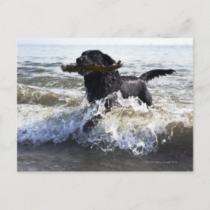 Black Labrador retriever running through surf Postcard