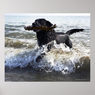 Black Labrador retriever running through surf Poster