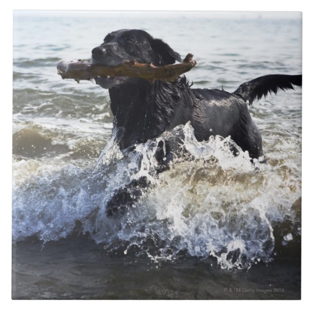 Black Labrador retriever running through surf, Tile (Front)