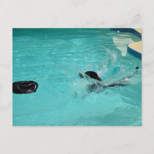 Black Labrador Retriever Splashes Into Pool Postcard