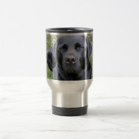 Black Labrador Retriever