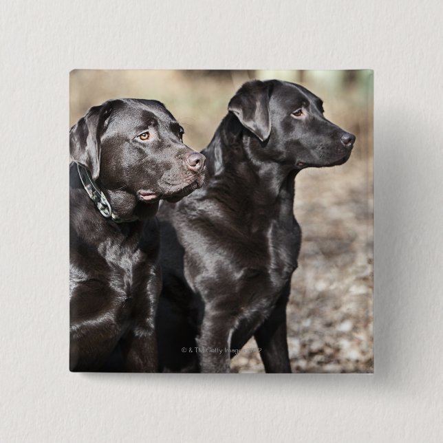 Black Labrador Retrievers 2 Inch Square Button (Front)