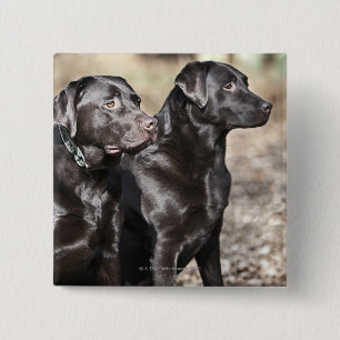Black Labrador Retrievers 2 Inch Square Button