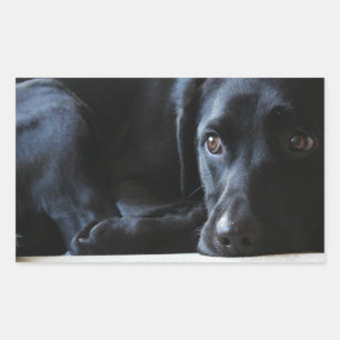 Black Labrador Sticker