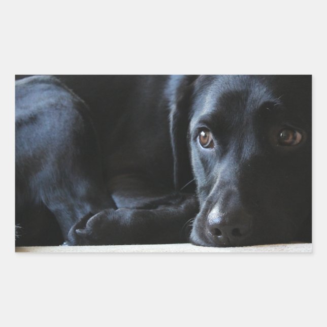 Black Labrador Sticker (Front)