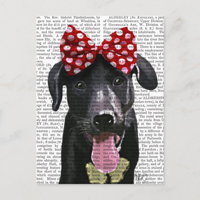 Black Labrador With Red Bow On Head Postcard (Front)