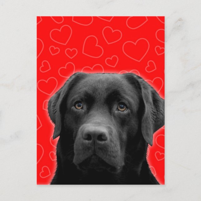 Black Labrador with Red Hearts Postcard (Front)