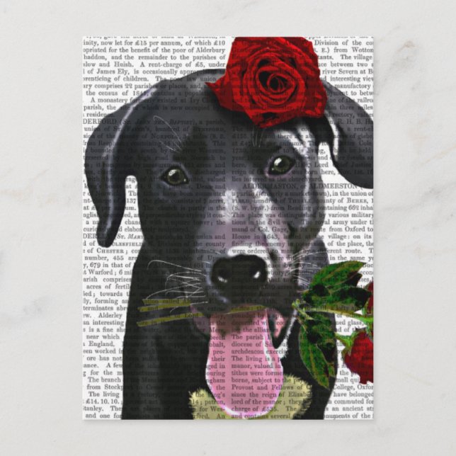 Black Labrador with Roses Postcard (Front)