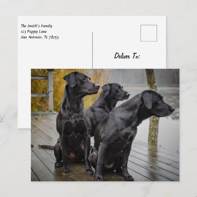 Black Labs on a dock Postcard (Front/Back)