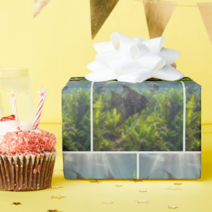 Black Lace Angelfish in Seaweed Wrapping Paper