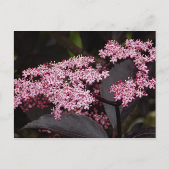 Black Lace Elderberry Postcard (Front)