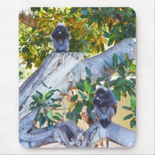 Black Langur Monkeys Eating, Mousepad