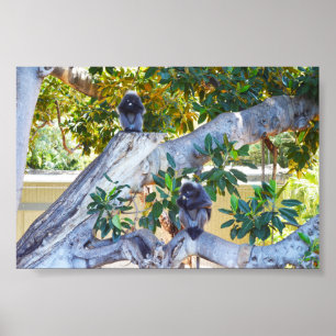Black Langur Monkeys Eating, Poster
