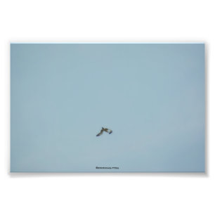 Black-legged kittiwake photo print