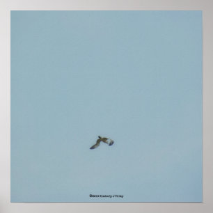 Black-legged kittiwake poster