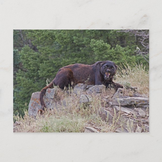 Black Leopard Postcard (Front)
