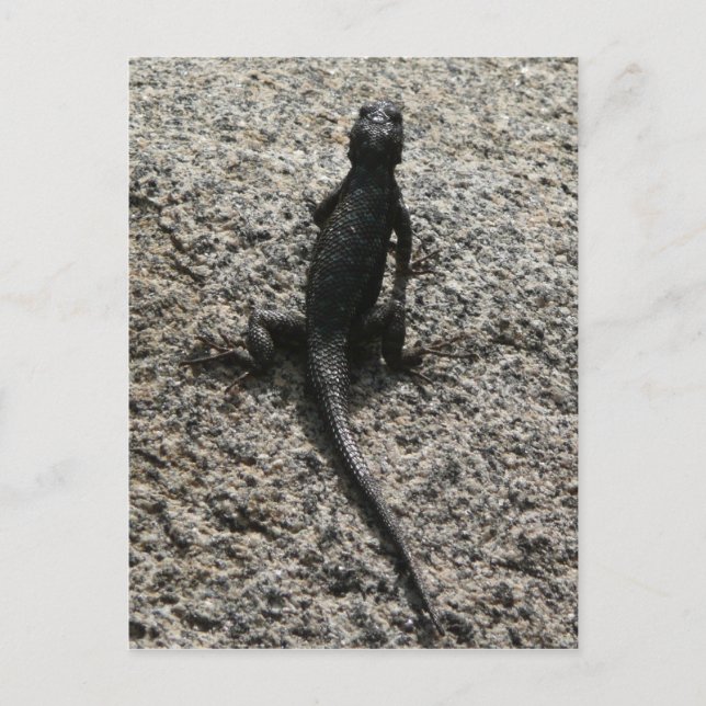 Black Lizard Postcard (Front)
