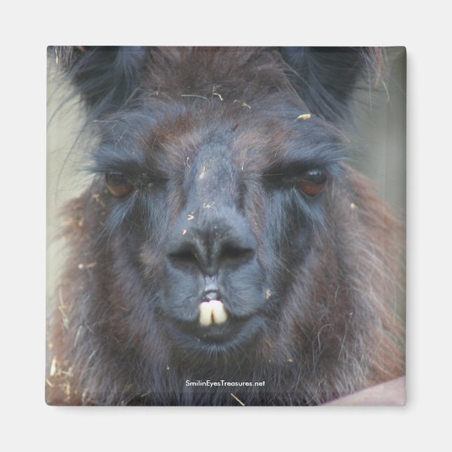 Black Llama Animal Nature Magnet Photo (Devant)