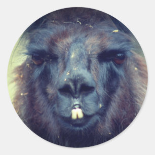 Black Llama Face Animal Nature Classic Round Sticker