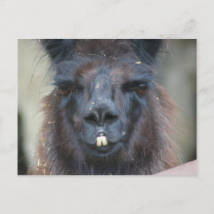 Black Llama Farm Animal Nature Photo Carte Postale