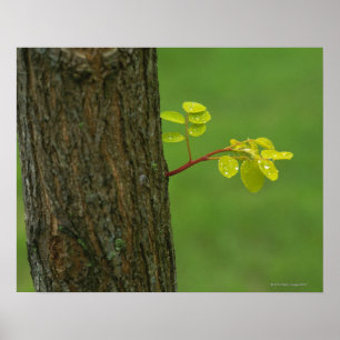 Black locust tree growing a new branch poster