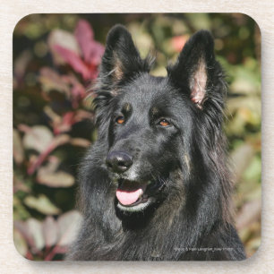 Black Long Haired German Shepherd Coaster