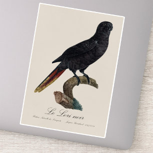 Black Lory or Red-Quilled Lory, Chalcopsitta atra