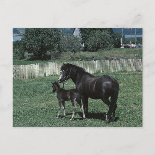 Black Mare and Foal Postcard