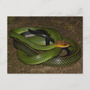 Black-margined Ratsnake or Green rat snake Postcard