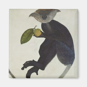 Black Monkey Magnet