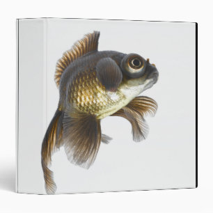 Black moor goldfish (Carassius auratus) 2 Binder