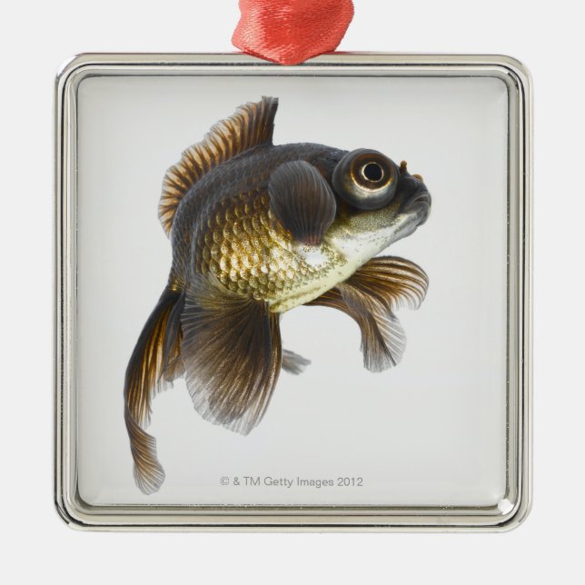 Black moor goldfish (Carassius auratus) 2 Metal Ornament (Front)