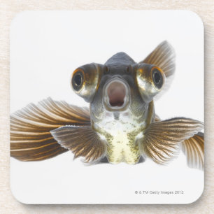 Black moor goldfish (Carassius auratus) Coaster