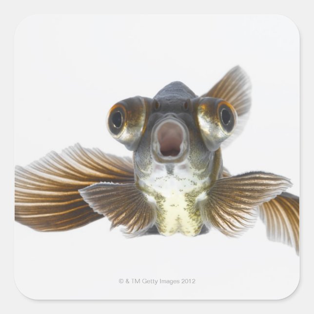 Black moor goldfish (Carassius auratus) Square Sticker (Front)