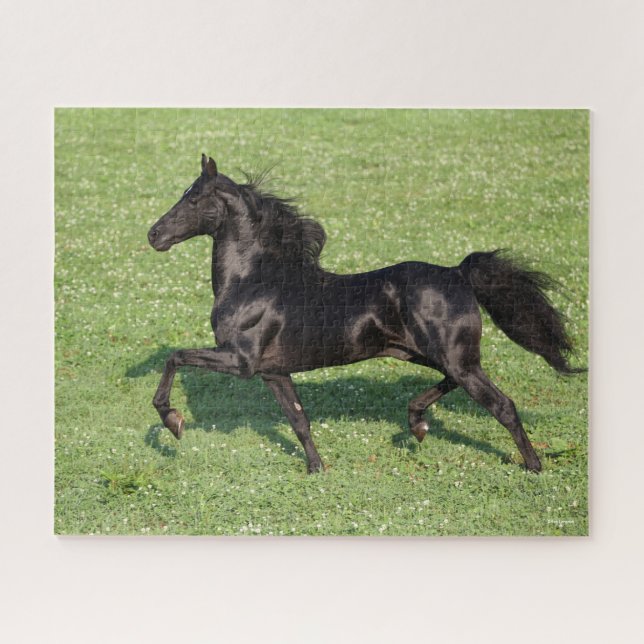 Black Morgan Stallion Mane and Tail Flowing Jigsaw Puzzle (Horizontal)