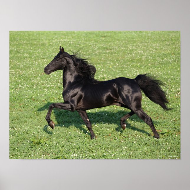 Black Morgan Stallion Mane and Tail Flowing Poster (Front)