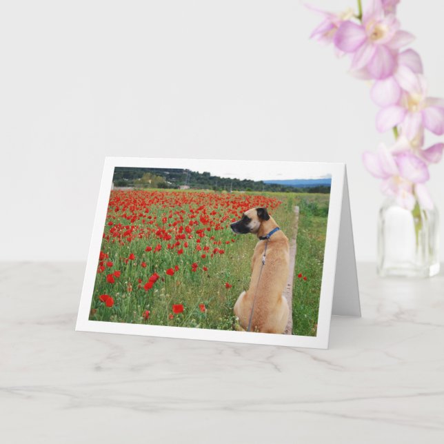 Black Mouth Cur Dog and Poppy Flowers Card (Orchid)