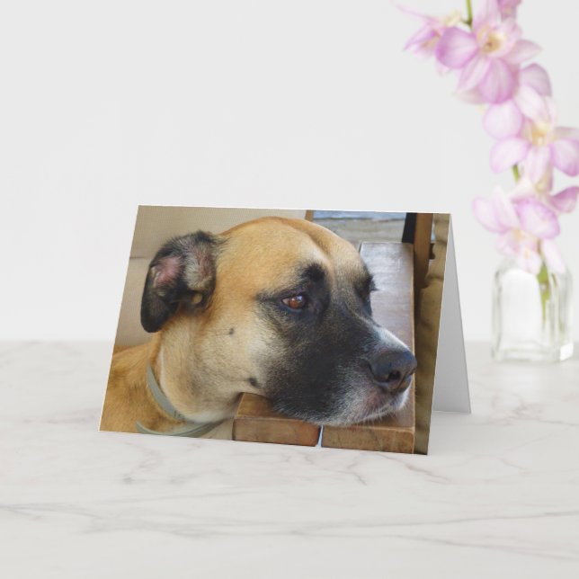 Black Mouth Cur Dog Portrait Card (Orchid)