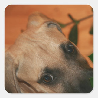 Black-mouth cur puppy square sticker