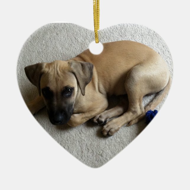 Black-mouth cur puppy with blue toy ceramic ornament (Front)