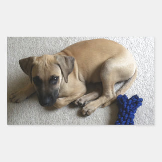 Black-mouth cur puppy with blue toy sticker