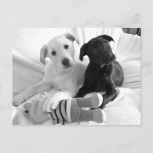 black n white puppies postcard