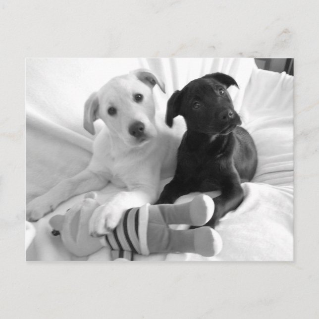 black n white puppies postcard (Front)