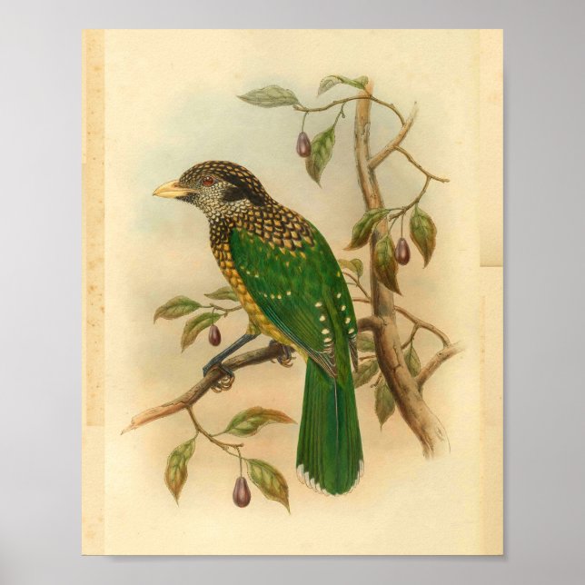 Black Naped Green Cat Bird Vintage Print (Front)