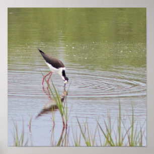 Black-Necked Stilt  Poster