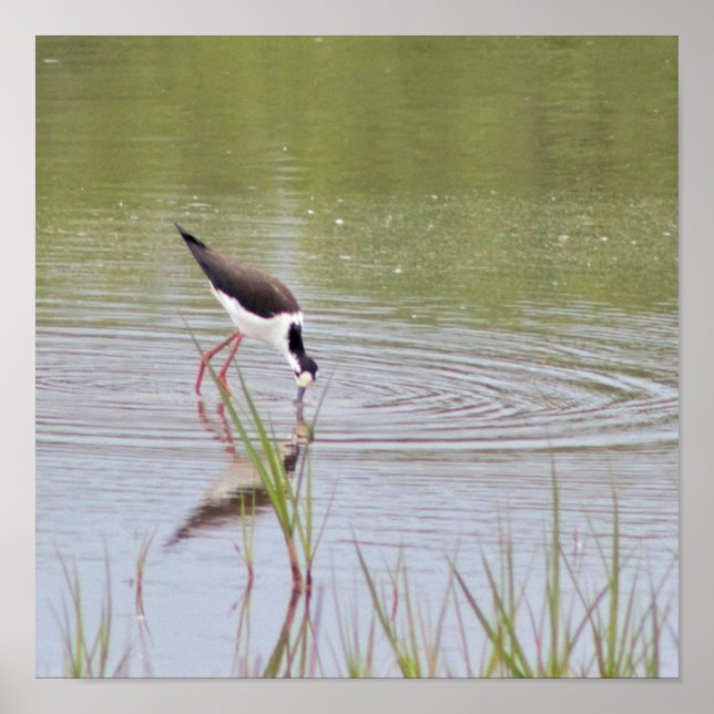 Black-Necked Stilt  Poster (Front)
