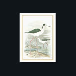 Black-Necked Stilts by the Water Canvas Print<br><div class="desc">This simple yet beautiful fine art print of two black-necked stilts standing by the water on a cloudy day will look perfect on any Zazzle product. The neutral colours are very relaxing and would make a great addition to your home or office.</div>
