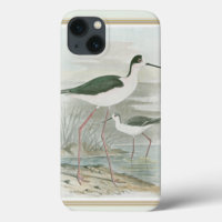 Black-Necked Stilts by the Water