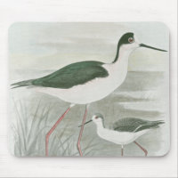 Black-Necked Stilts by the Water