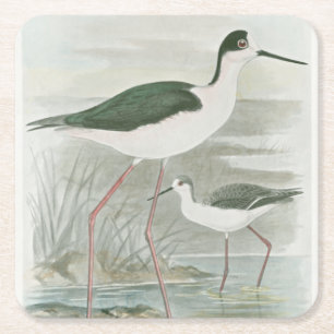 Black-Necked Stilts by the Water Square Paper Coaster